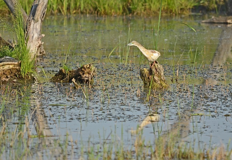 Squacco Heron - Hungary
