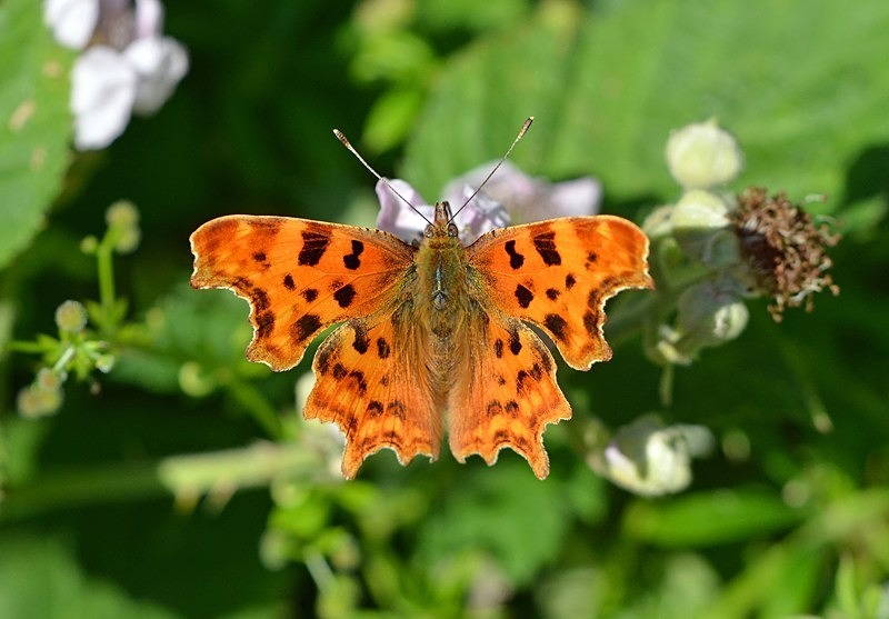 Comma - Butterflies