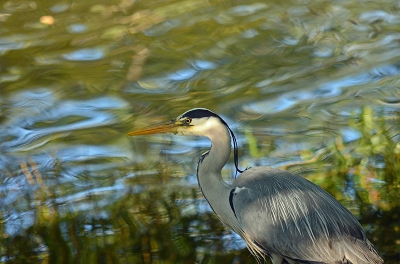 Grey Heron - Herons and egrets