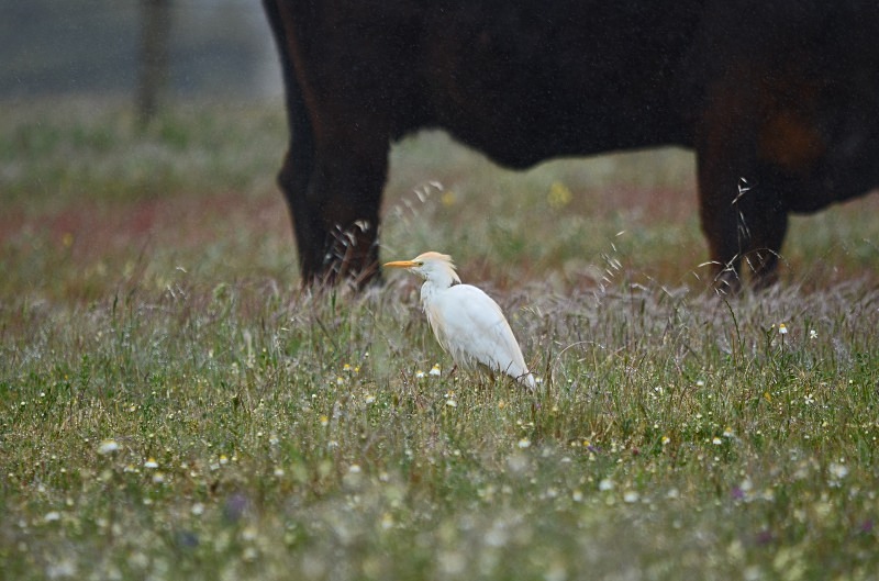 Cattle Egret - South and west Spain - April and May 2012