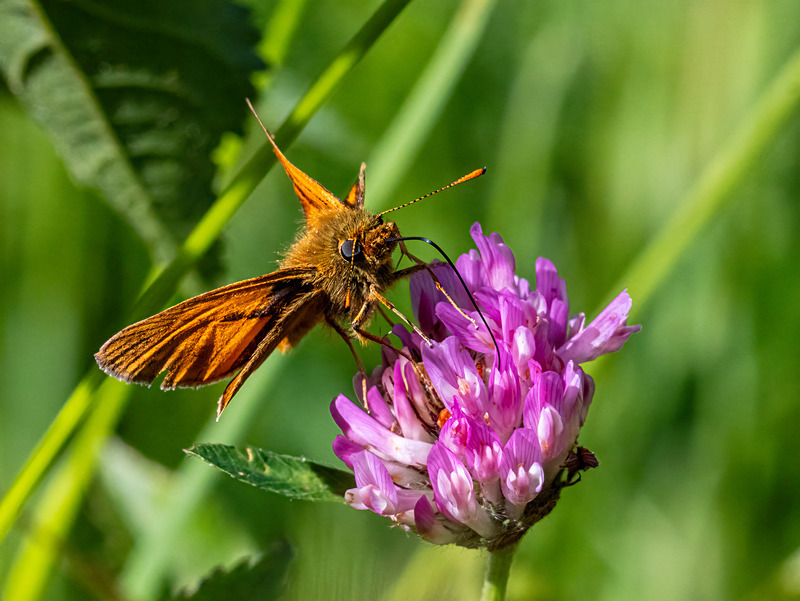 Large Skipper - Latest photos