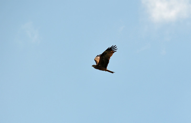 Black Kite - Central Macedonia