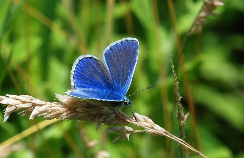 Common Blue - Butterflies