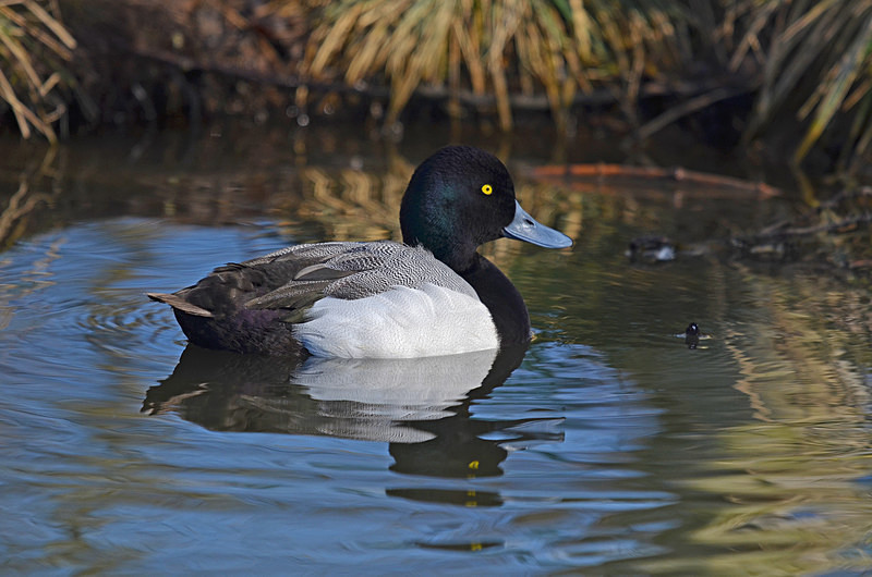 Scaup - Diving ducks
