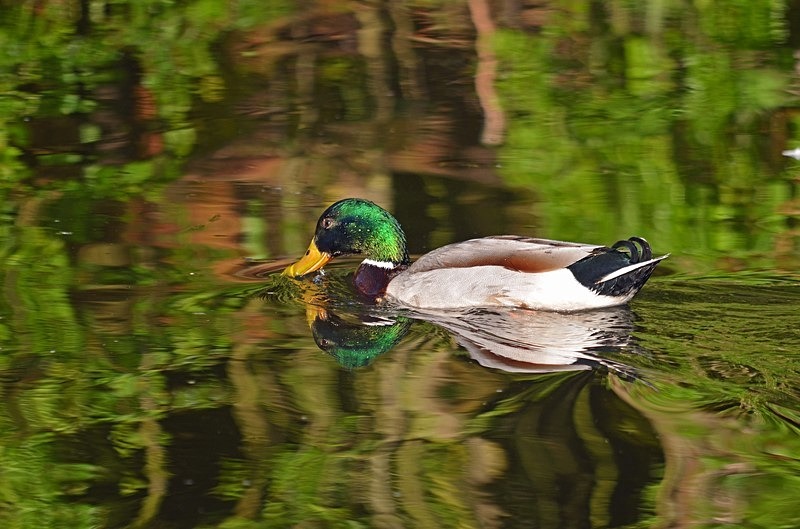 Mallard - Dabbling ducks