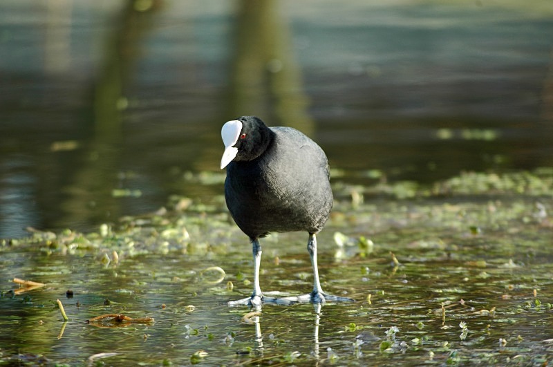 Coot - Crakes and rails