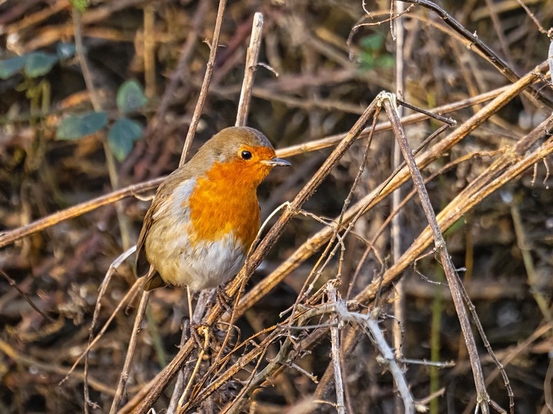 Robin - Robins