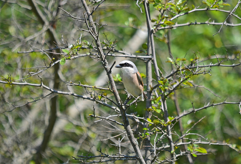 Red-backed Shrike - East Macedonia and Thrace