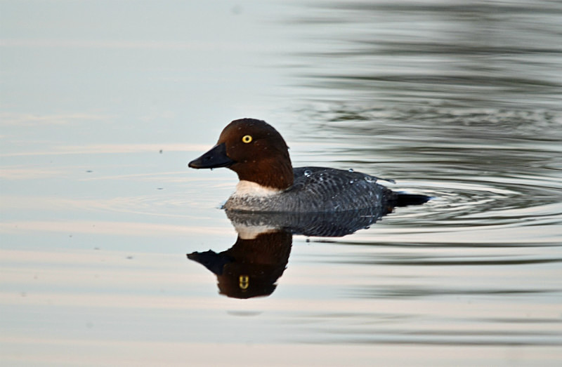 Goldeneye - North east Finland