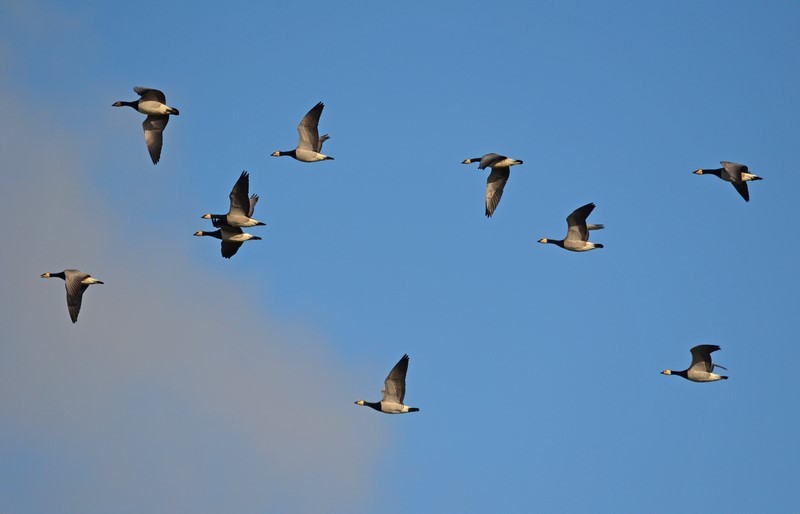 Barnacle Geese - Black geese