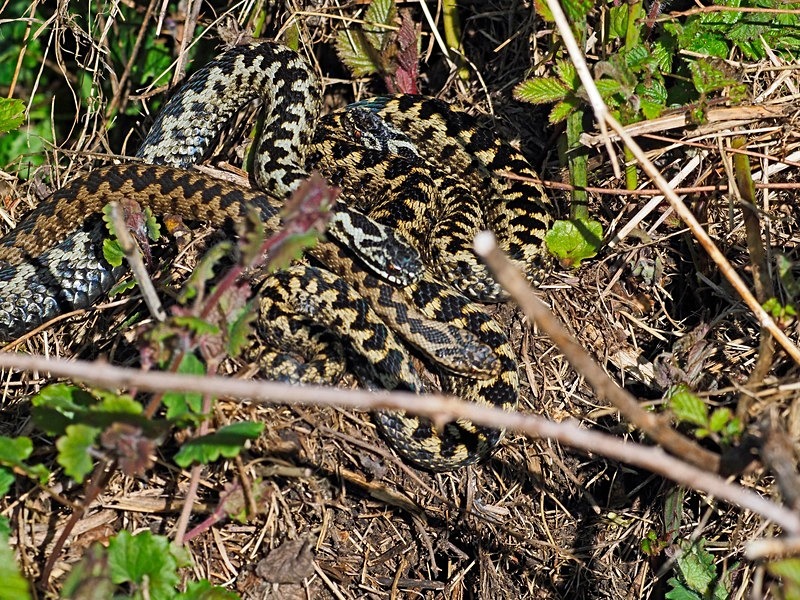 Adders - Snakes