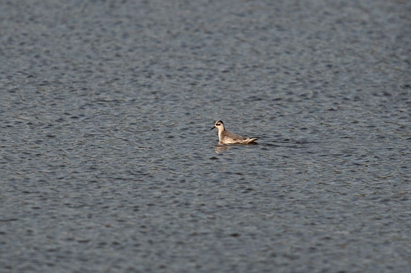 Grey Phalarope - Phalaropes