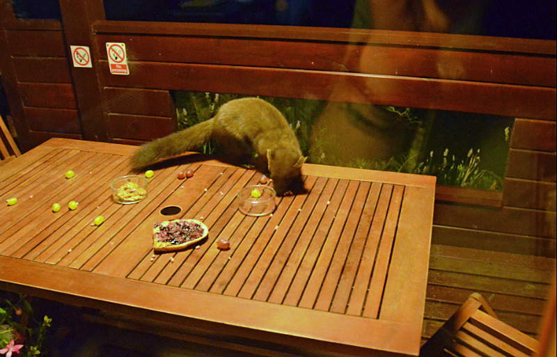 Pine Marten - Pine Martens