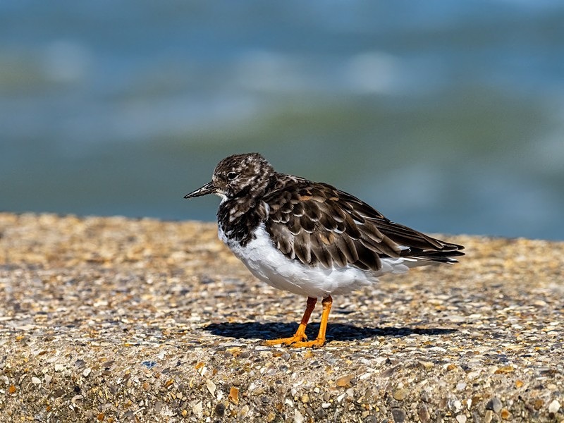 Turnstone - Sandpipers