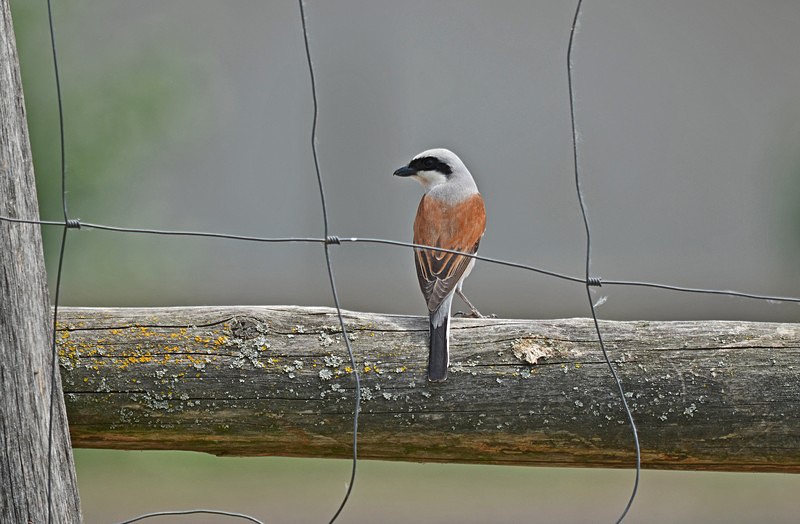 Red-backed Shrike - Hungary