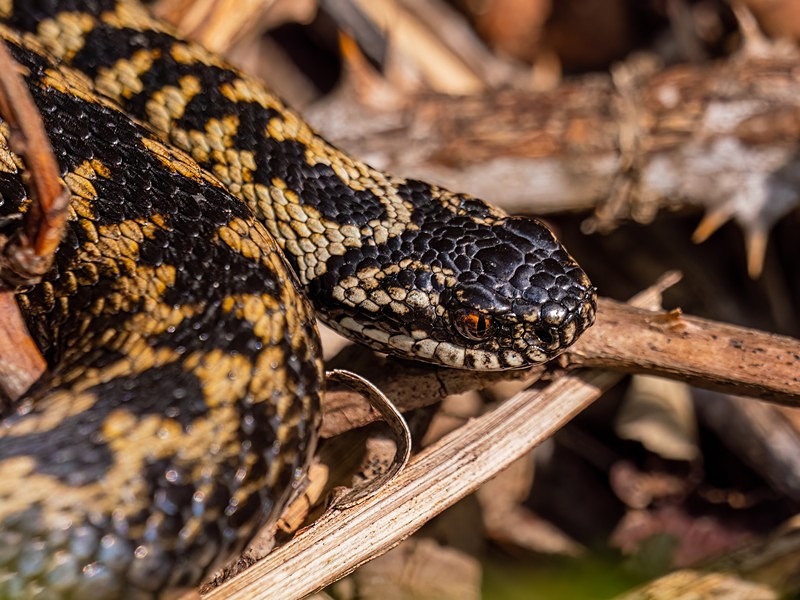 Adder - Snakes