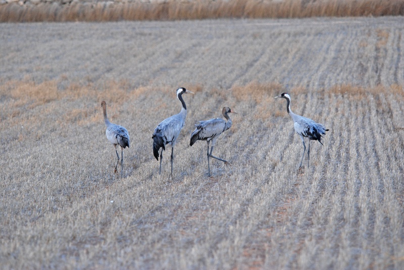 Common Cranes - Aragon