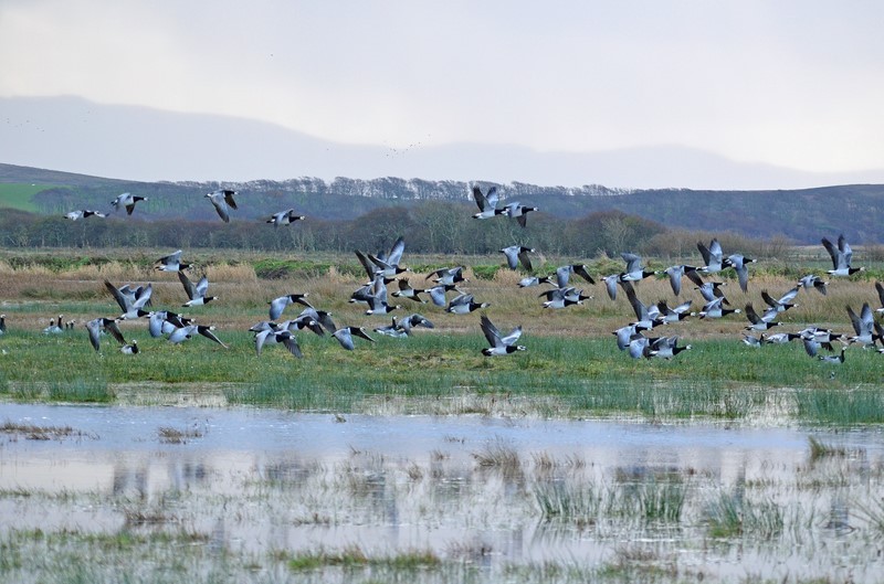 Barnacle Geese - Black geese