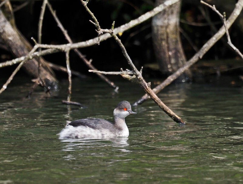 Black-necked Grebe - Grebes