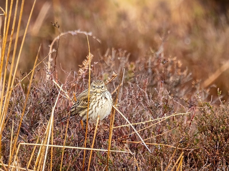 Meadow Pipit - Pipits