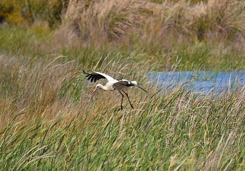White Stork - South and west Spain - April and May 2012