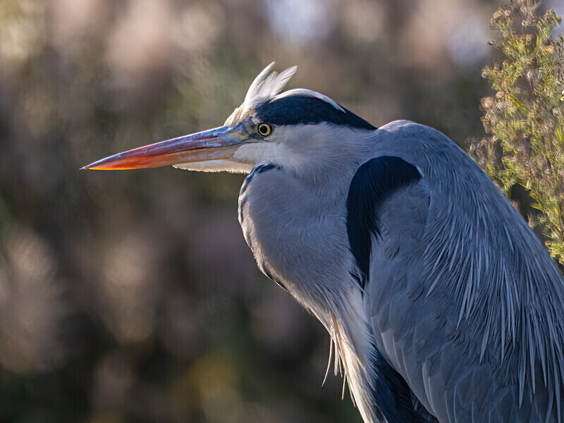 Grey Heron - Latest photos