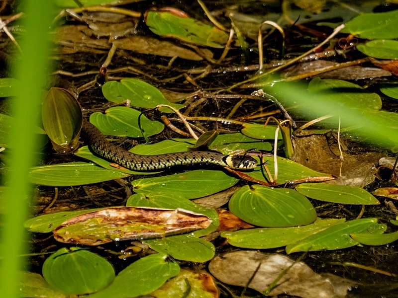 Grass Snake - Snakes
