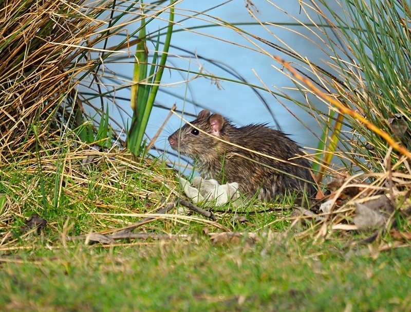 Brown Rat - Other mammals