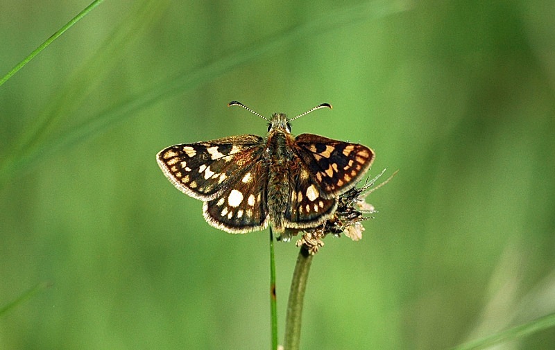 Chequered Skipper - Butterflies