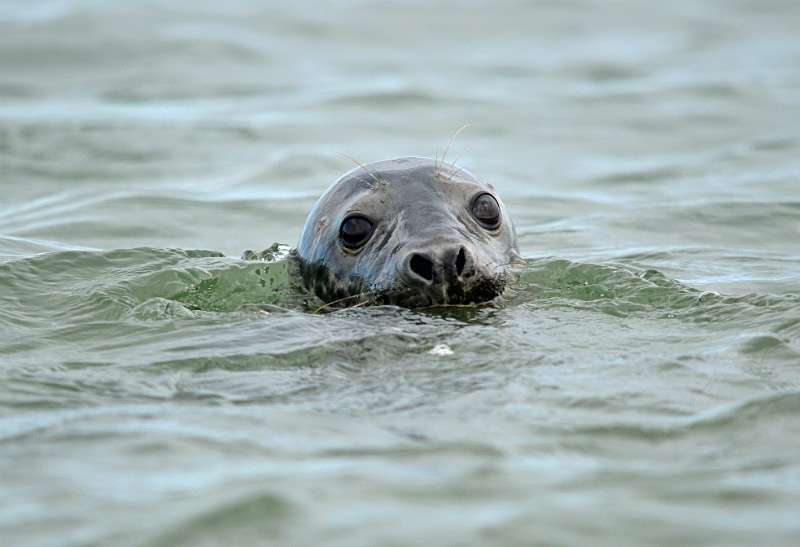 Common Seal - Common Seals