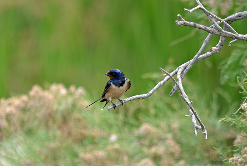 Swallow - East Macedonia and Thrace