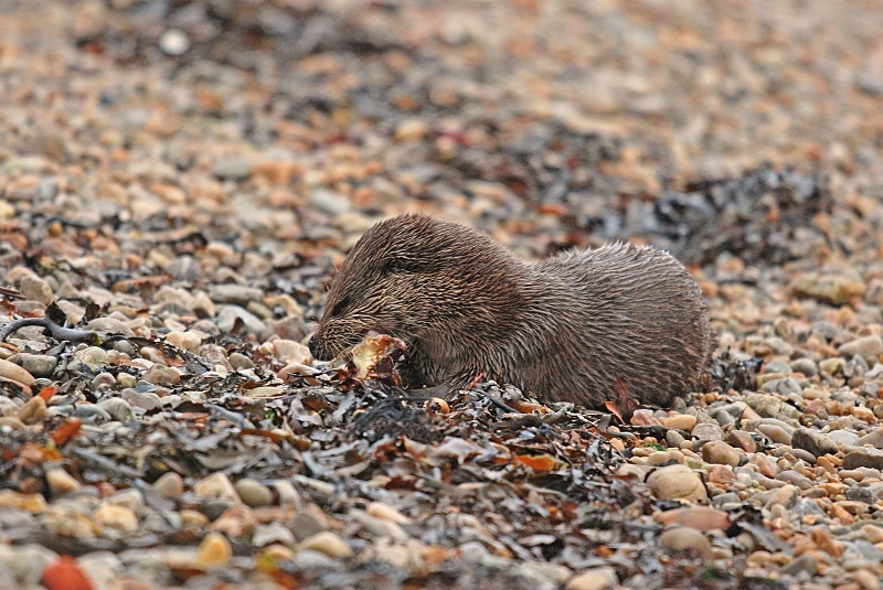 Otter - Otters
