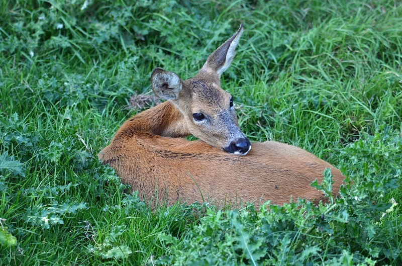 Roe Deer - Deer