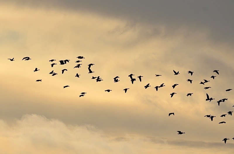 Pink-footed Geese - Grey geese