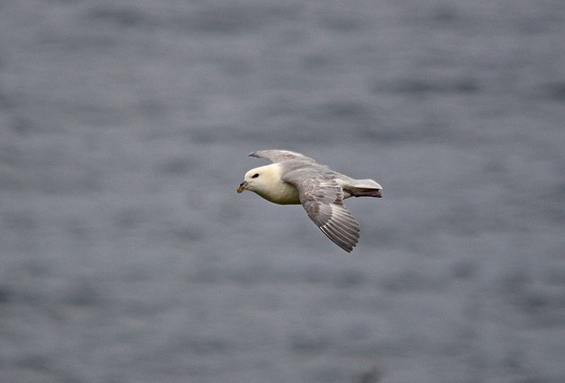 Fulmar - Fulmars