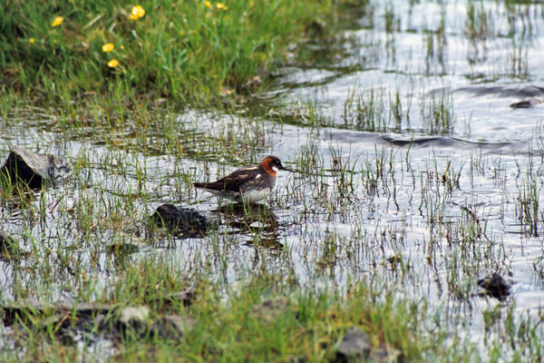 Red-necked Phalarope - Phalaropes