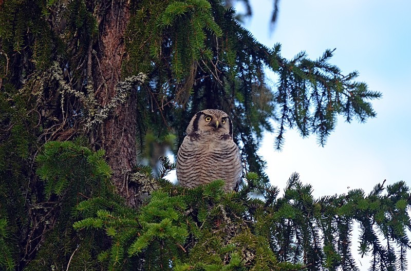 Northern Hawk Owl - North Finland - part 2