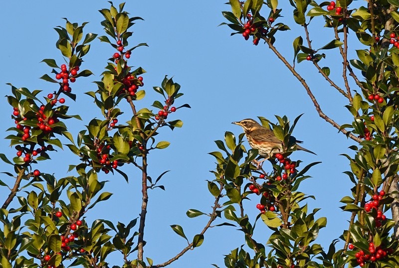 Redwing - Thrushes