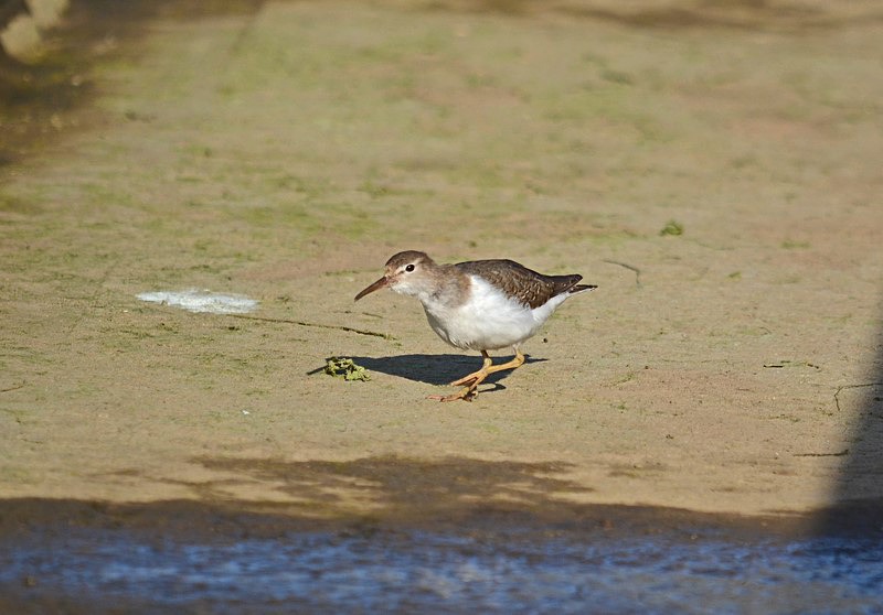 Spotted Sandpiper - Sandpipers