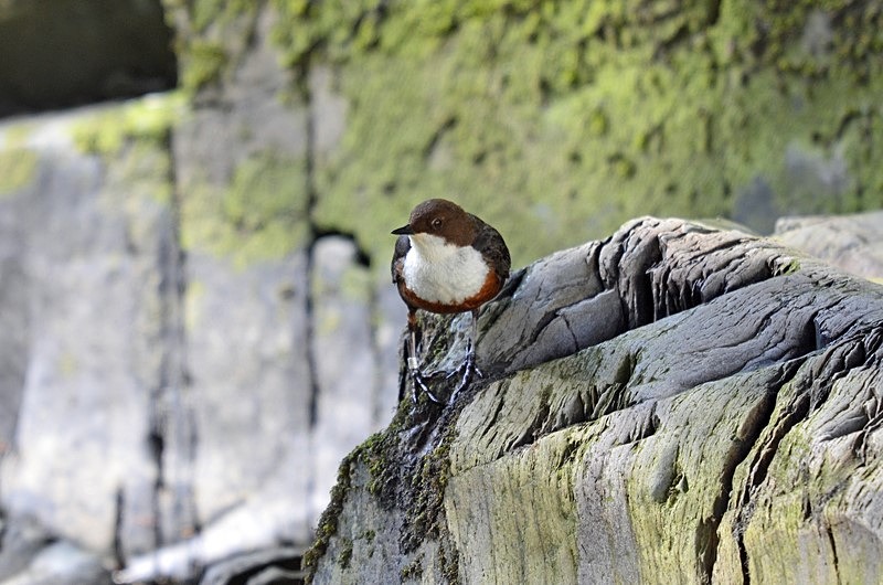 Dipper - Dippers