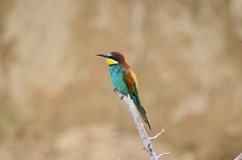 European Bee-eater - Bulgaria