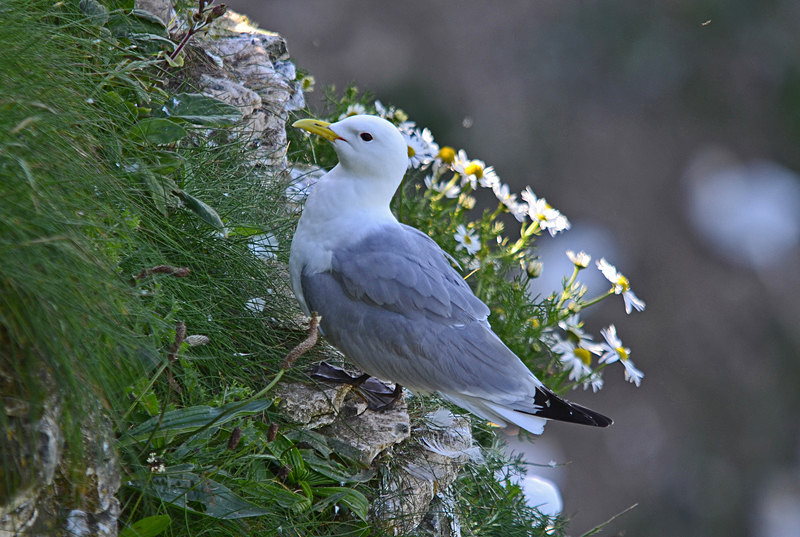 Kittiwake - Gulls