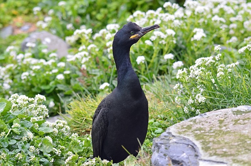 Shag - North Norway