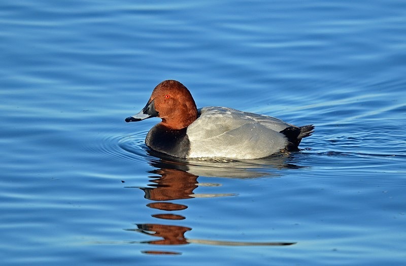 Common Pochard - Diving ducks