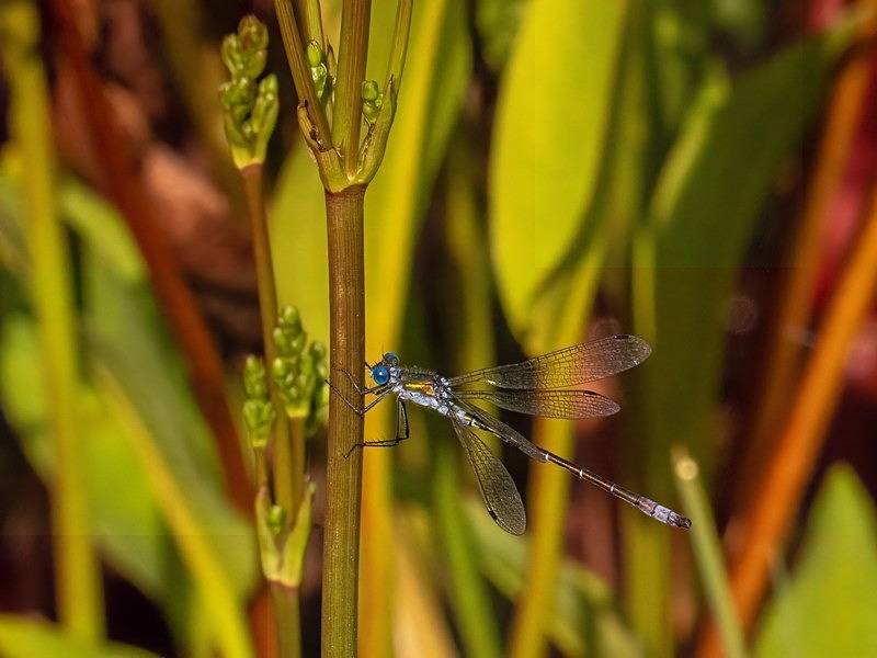Emerald Damselfly - Dragonflies and damselflies