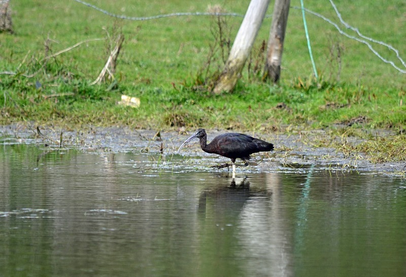 Glossy Ibis - Ibises