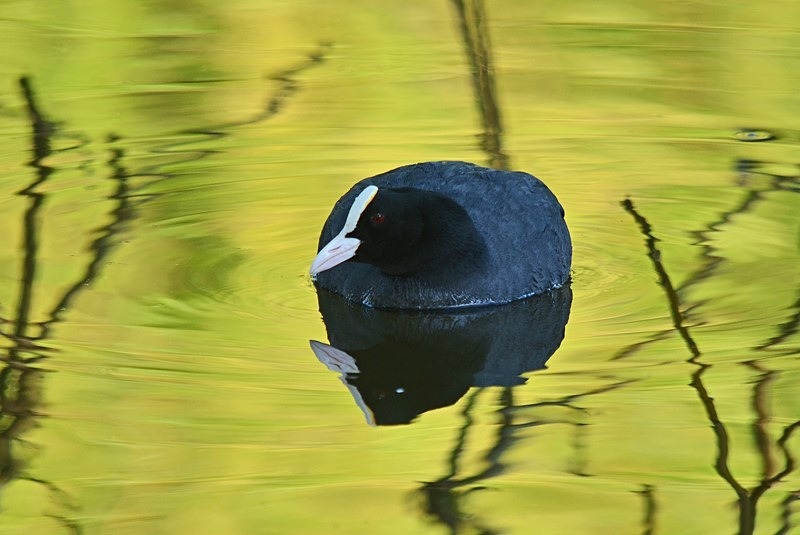Coot - Crakes and rails