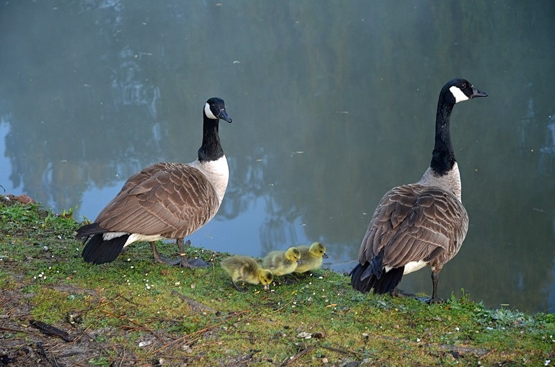 Canada Geese and goslings - Black geese