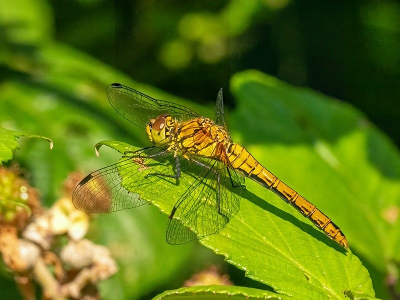 Ruddy Darter - Dragonflies and damselflies