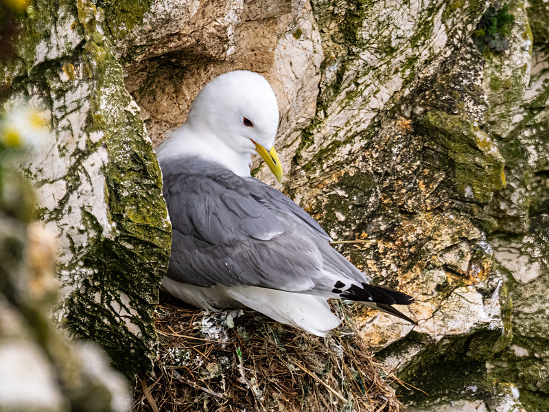Kittiwake - Latest photos